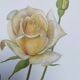 Illustration botanique de 1968 Joanna Hill - Planche Vintage fleur et rose