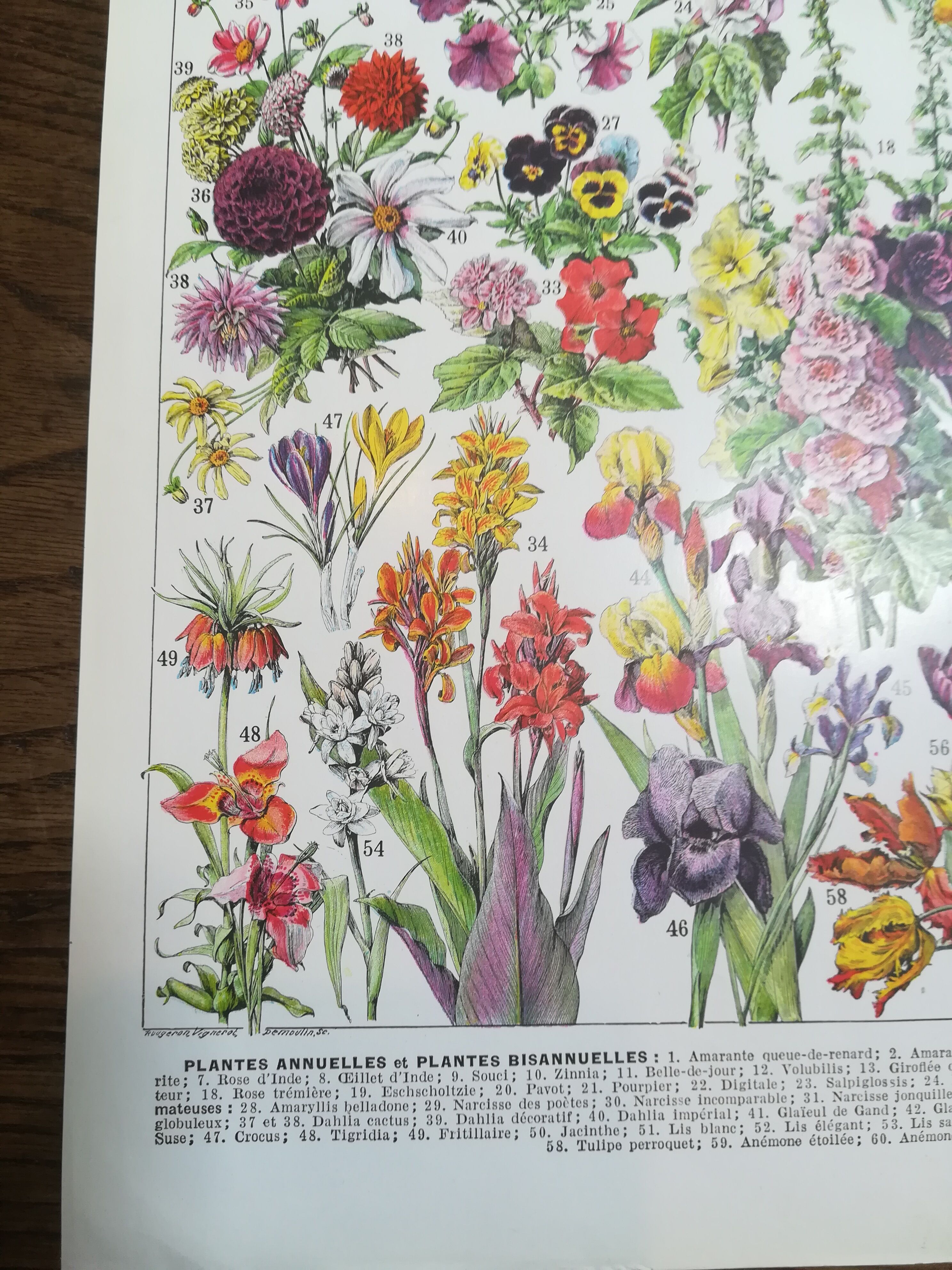 Lithograph on flowers from 1928 (amaranth)