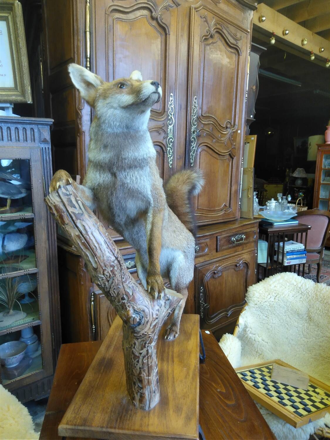 Stuffed fox taxidermy