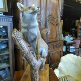 Stuffed fox taxidermy