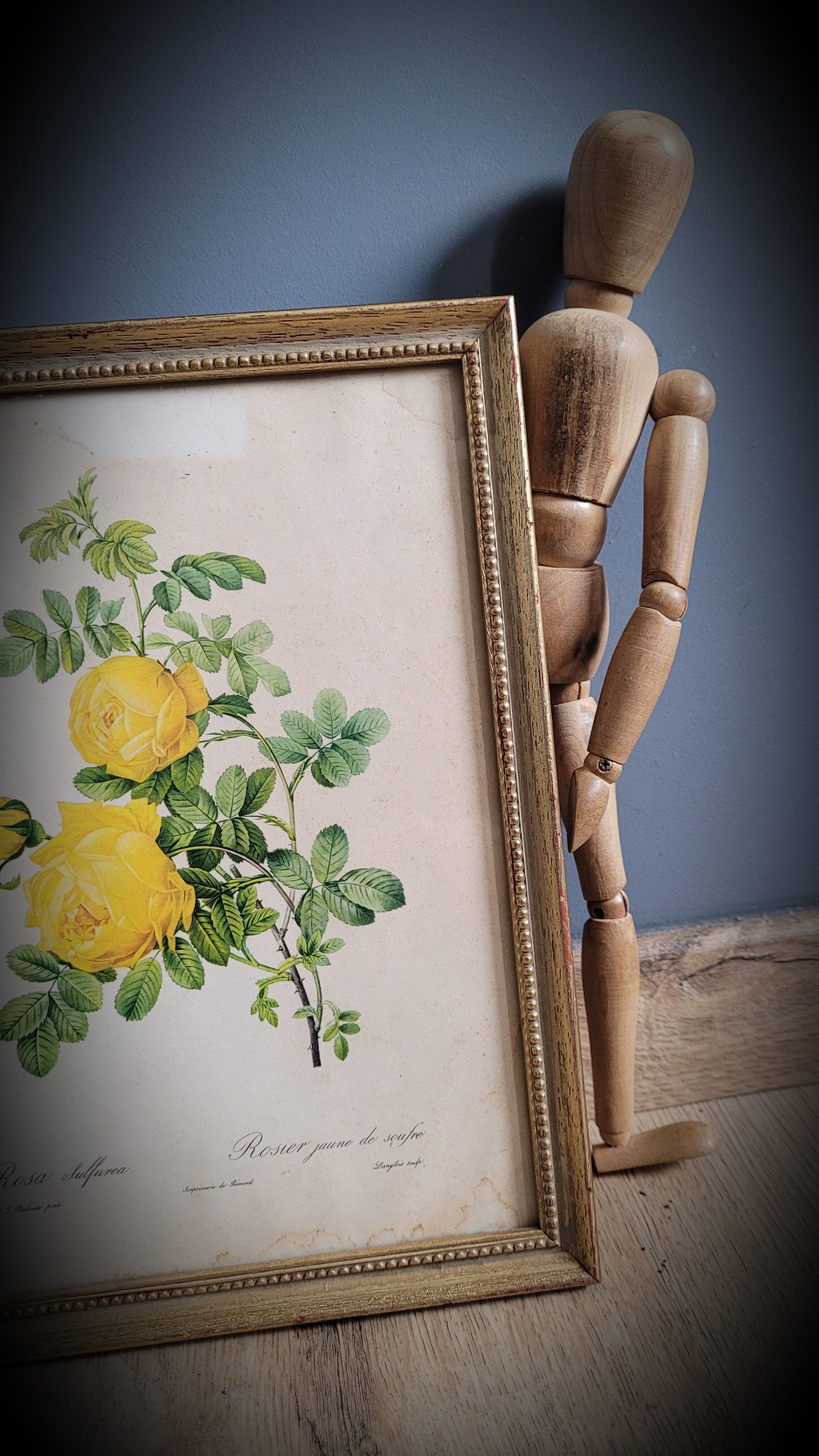 Litho yellow sulfur rose p