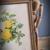 Litho yellow sulfur rose p