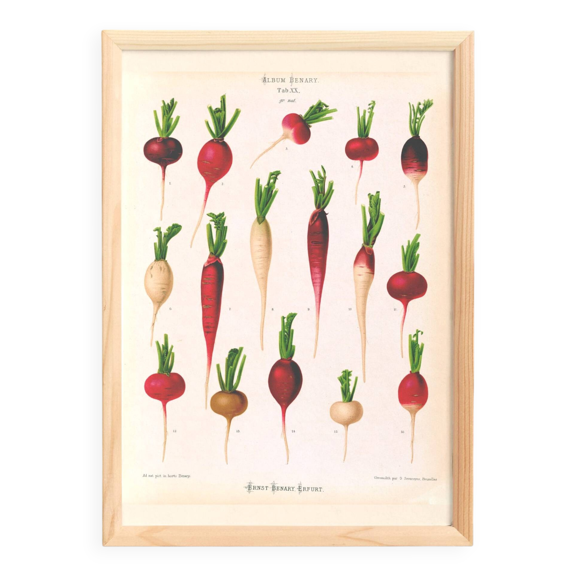 Poster on radishes, based on an old engraving from 1886.