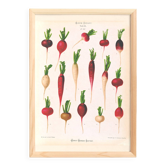 Poster on radishes, based on an old engraving from 1886.