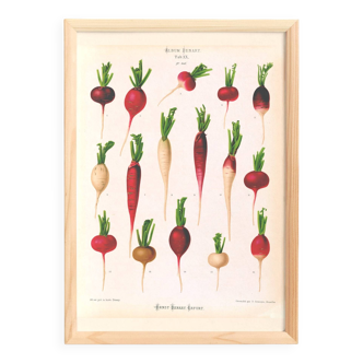 Poster on radishes, based on an old engraving from 1886.