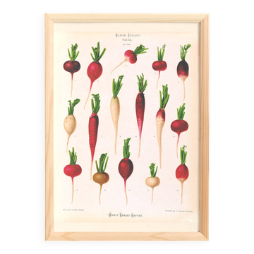 Affiche sur les radis, d’après une gravure ancienne de 1886.