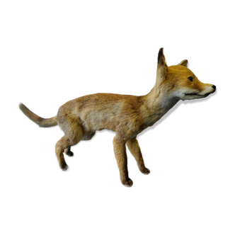 Taxidermy taxidermy stuffed fox