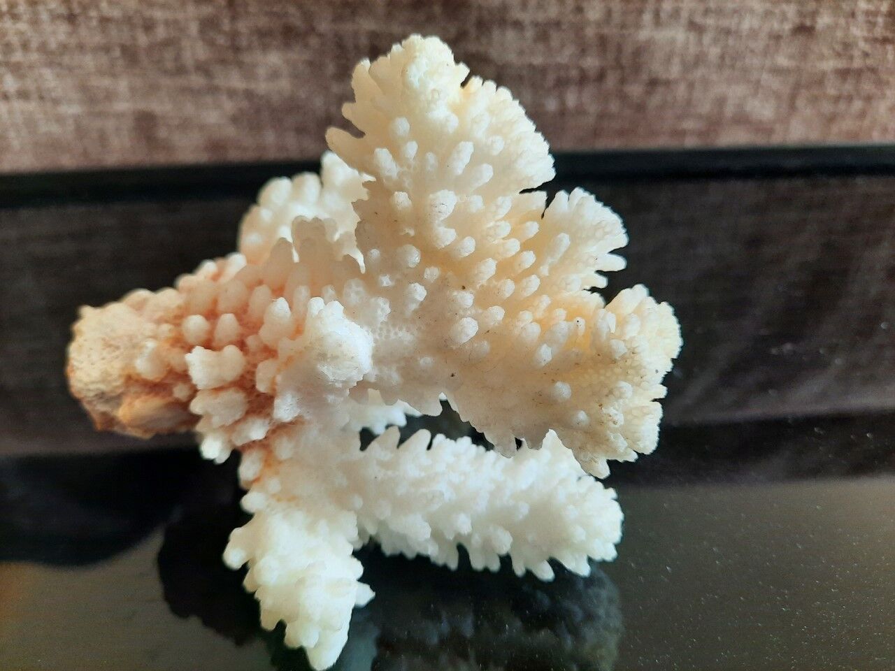 Ancient coral