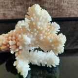 Ancient coral