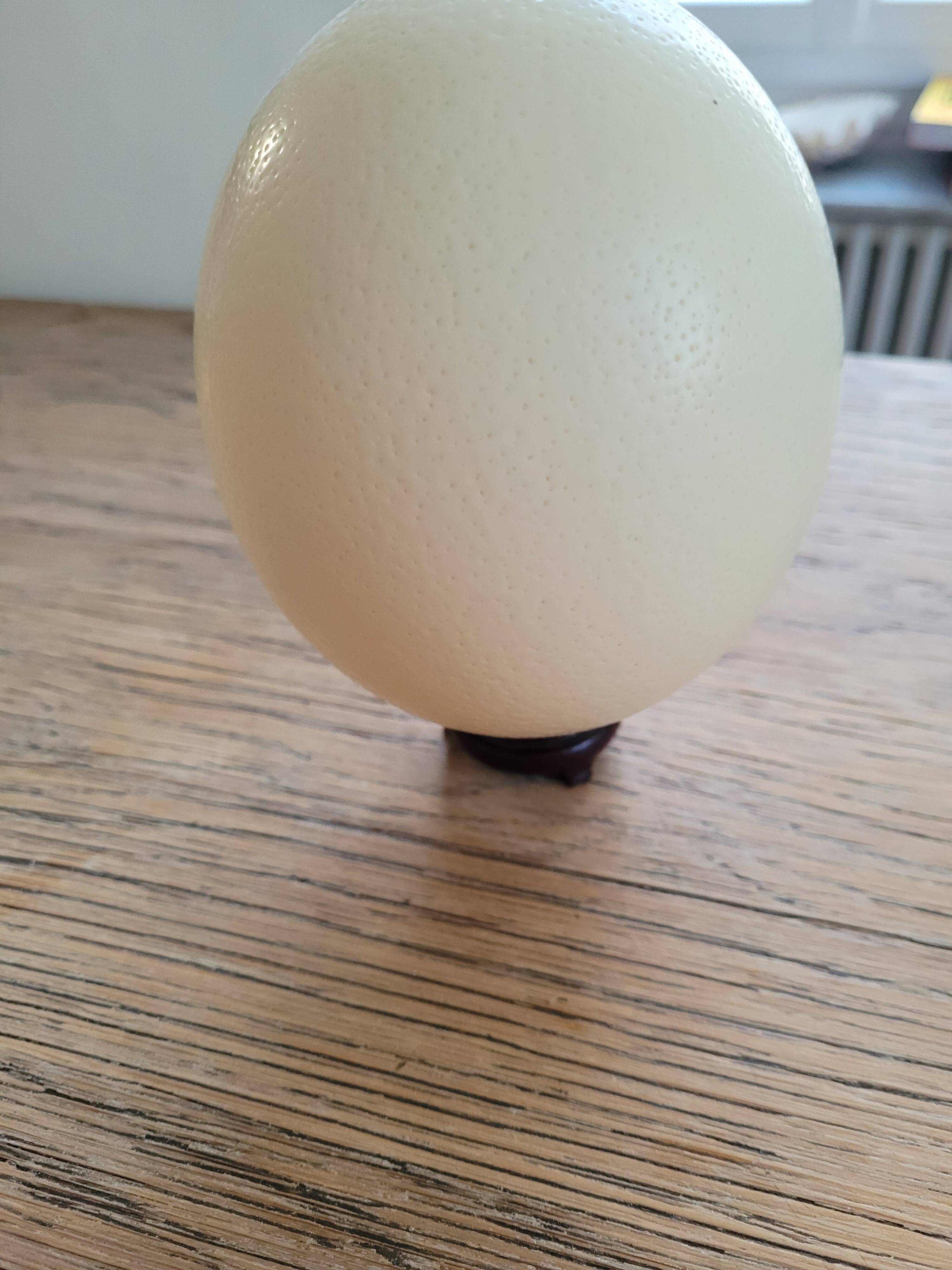 Large emptied Ostrich Egg.