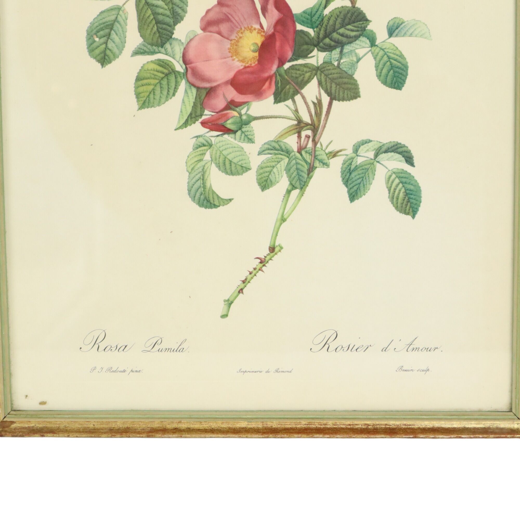 Vintage sixties roses framed botanical print cards p.j. redoute 42x32cm