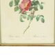 Vintage sixties roses framed botanical print cards p.j. redoute 42x32cm