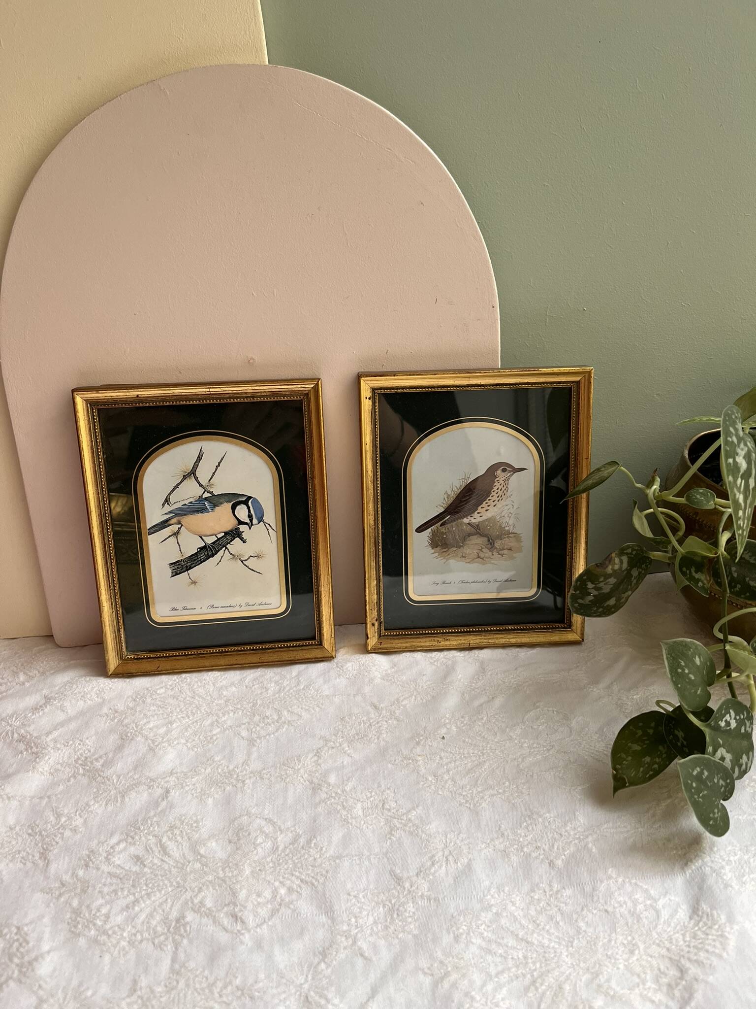 Two vintage bird prints by David Andrews - Chickadee and Song Thrush