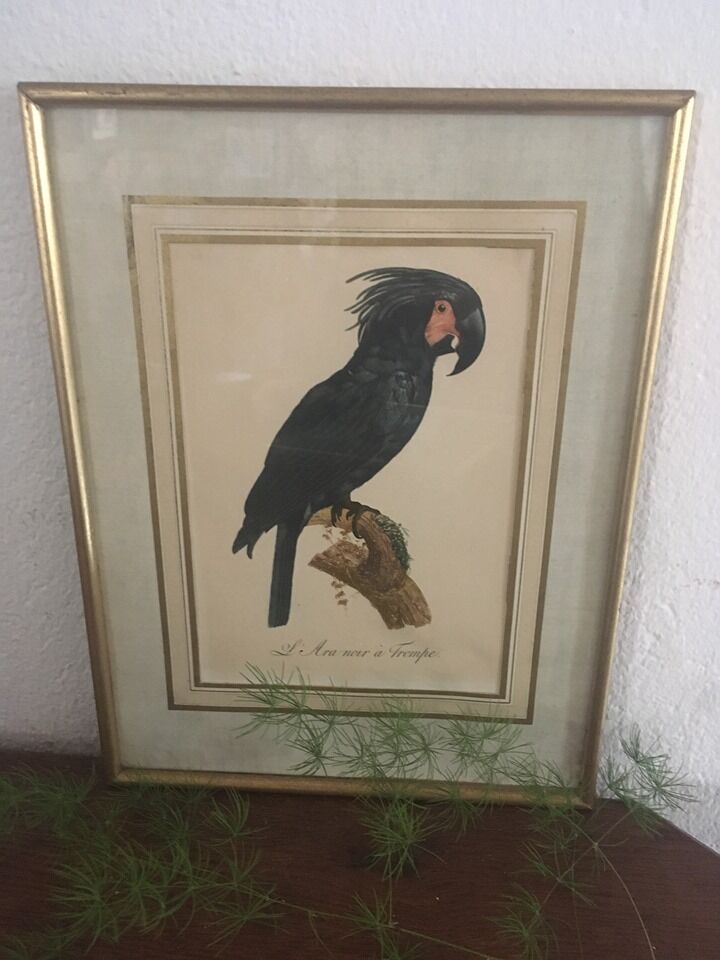 Ornithological board "L Black Macaw in Trump"