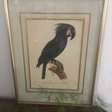 Ornithological board "L Black Macaw in Trump"