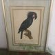 Ornithological board "L Black Macaw in Trump"