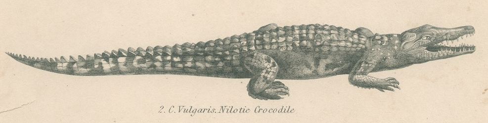 Antique engraving on reptiles: showing various crocodiles, Pl 2, 1828