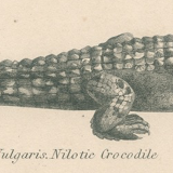 Antique engraving on reptiles: showing various crocodiles, Pl 2, 1828