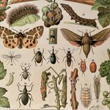 Lithograph on insect enemies of the vine (Viticulture Vinification Oenology) - 1910