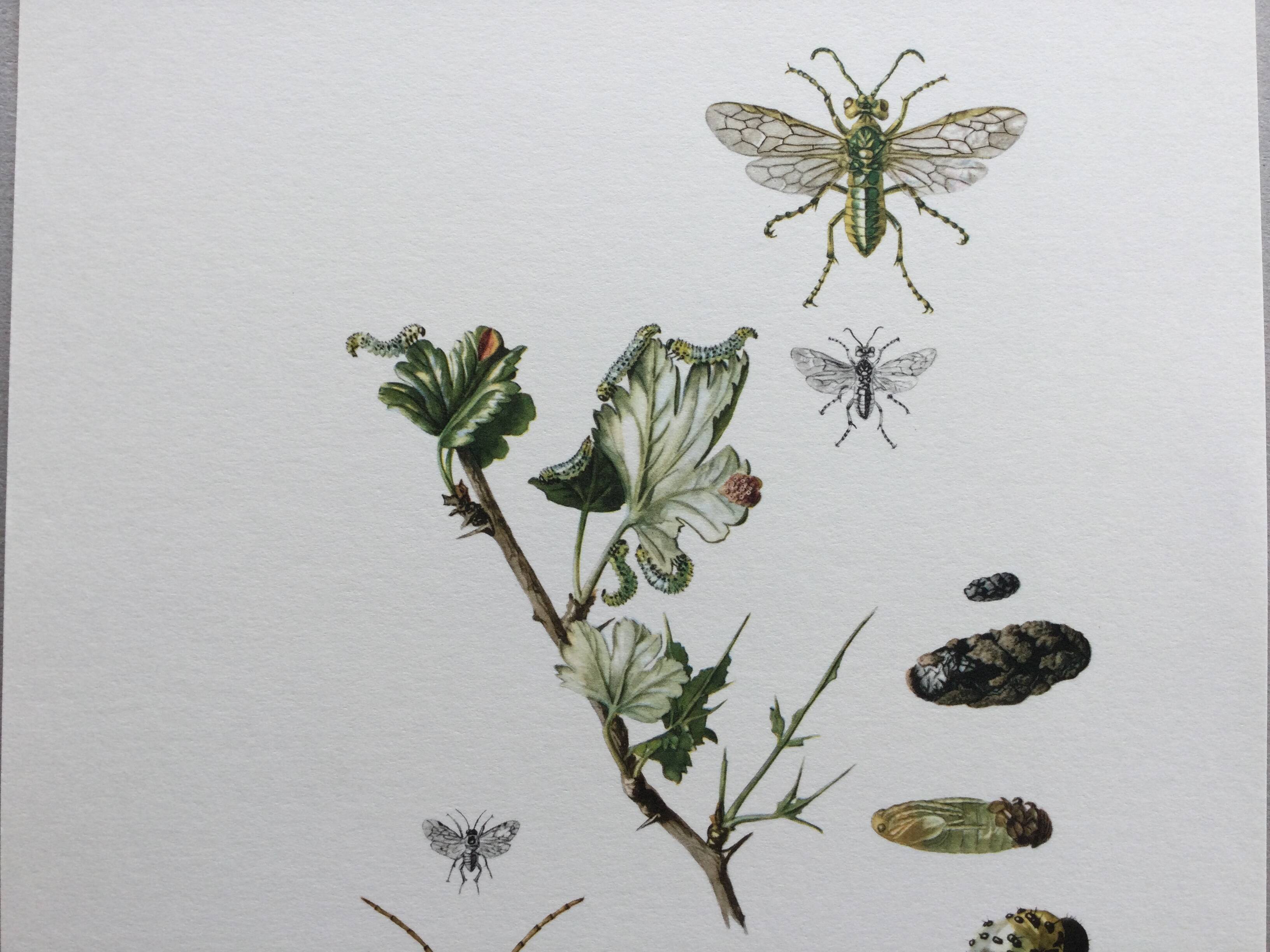 Antique illustration "insects", Vintage print, 1960s