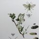 Antique illustration "insects", Vintage print, 1960s