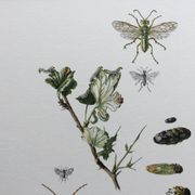 Antique illustration "insects", Vintage print, 1960s
