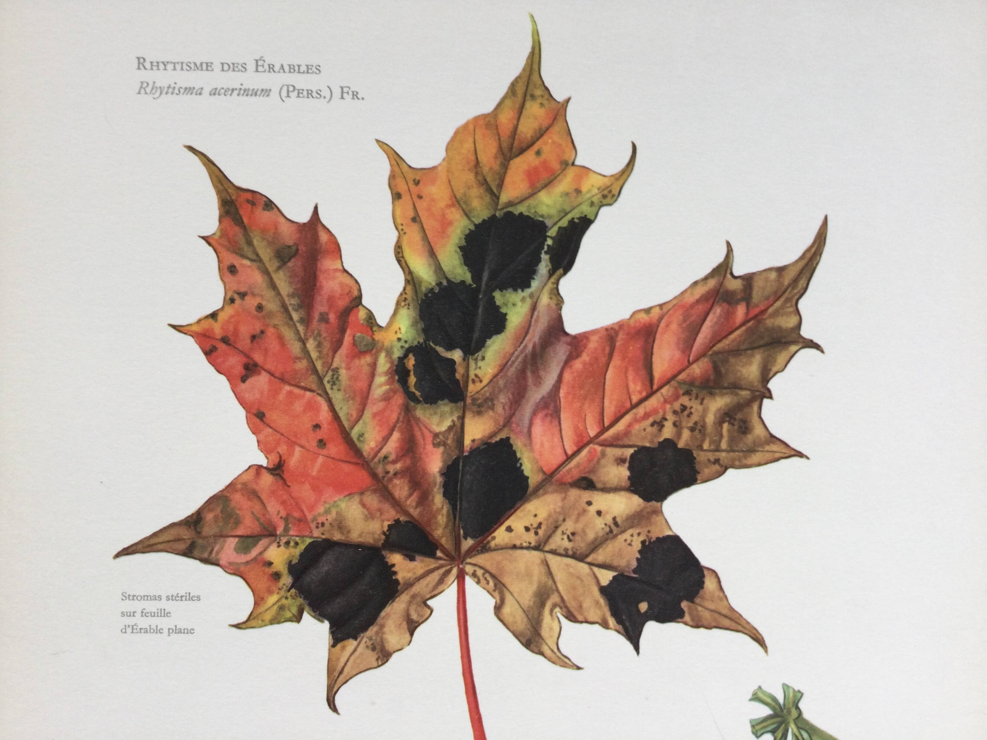 Botanical Illustration Mushrooms Rhythm Vintage Print 60s