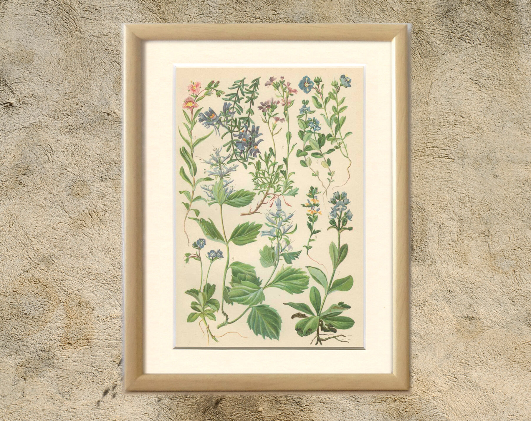 Botanical plate: Linarius of the Alps, Digitale des fées, Veronica, Véronique des Alpes, Bonarota