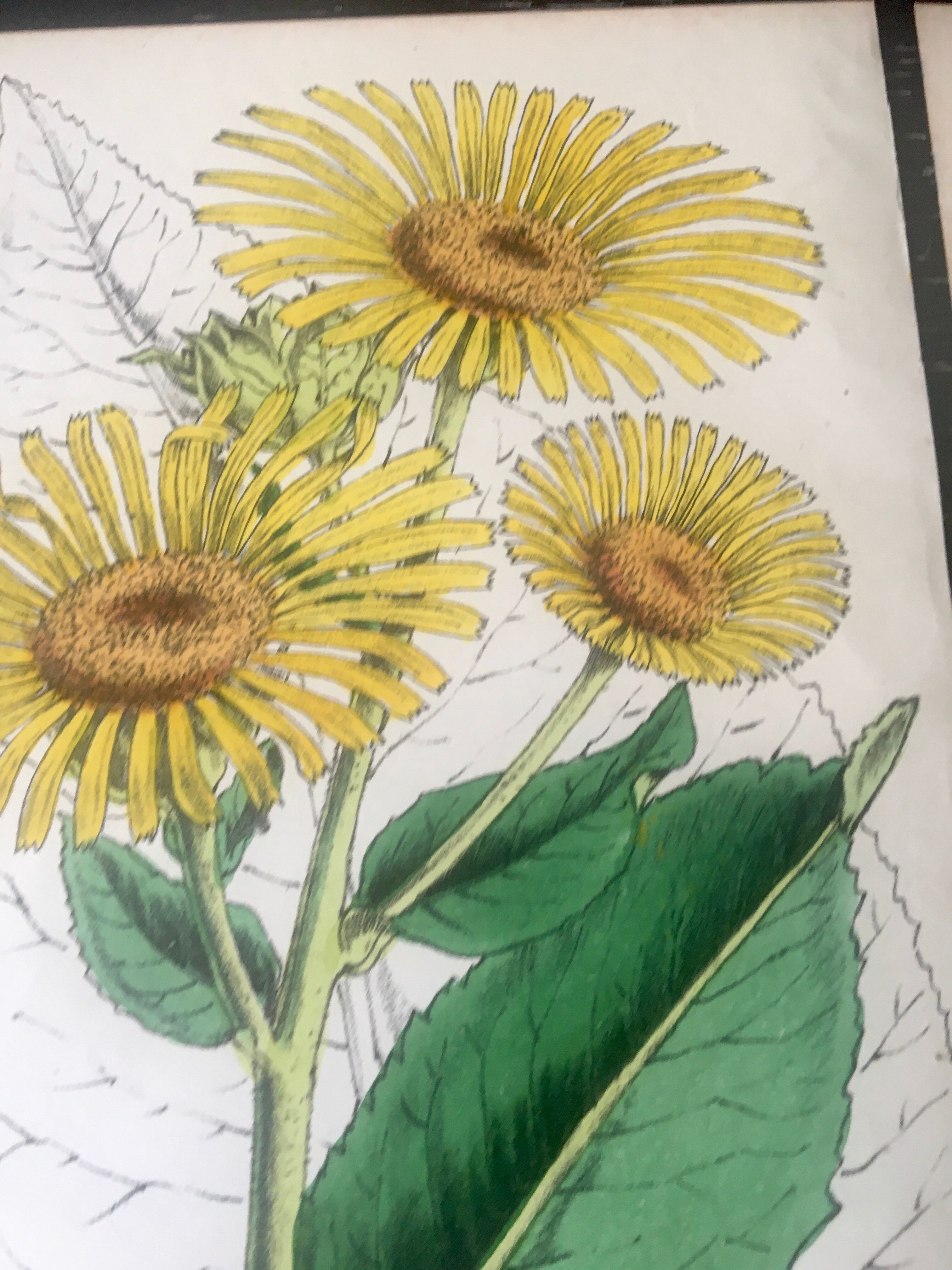 English botanical board duo, Ed 1878