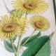 English botanical board duo, Ed 1878