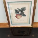 Calville apple botanical board