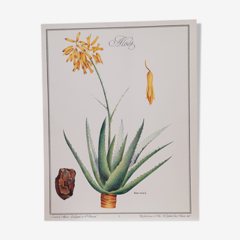 Botanical board Aloes