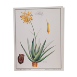Botanical board Aloes