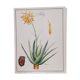 Planche botanique Aloes