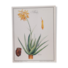 Botanical board Aloes