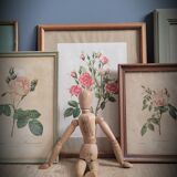 Litho Rose Eglantier