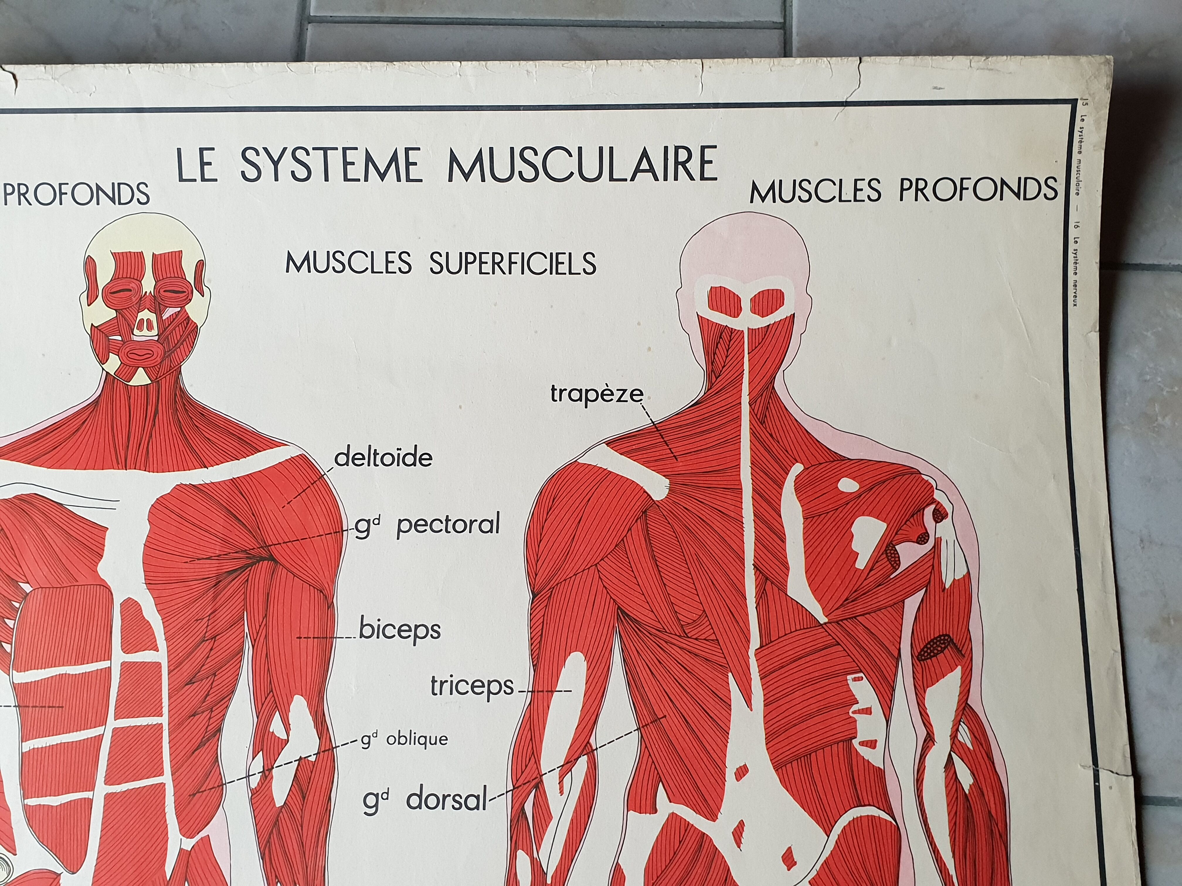 School poster Nightingale No.15 system nervous No.16 System muscle