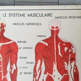 School poster Nightingale No.15 system nervous No.16 System muscle