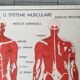 School poster Nightingale No.15 system nervous No.16 System muscle