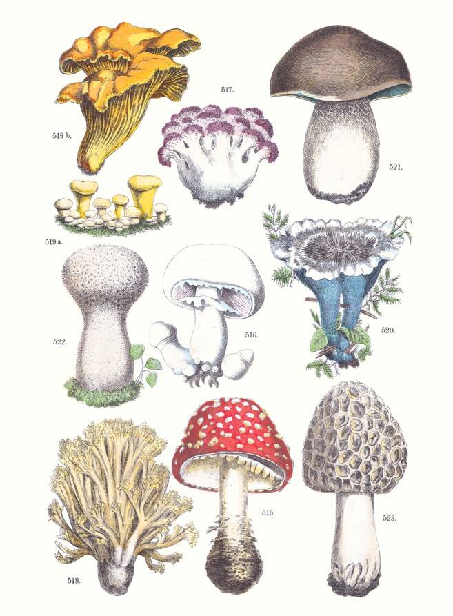 Poster on mushrooms, based on an engraving from 1881 (cep, chanterelle, etc.)
