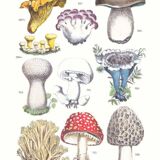 Poster on mushrooms, based on an engraving from 1881 (cep, chanterelle, etc.)