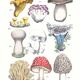 Affiche sur les champignons, d'après une gravure de 1881 (cèpe, girolle...)