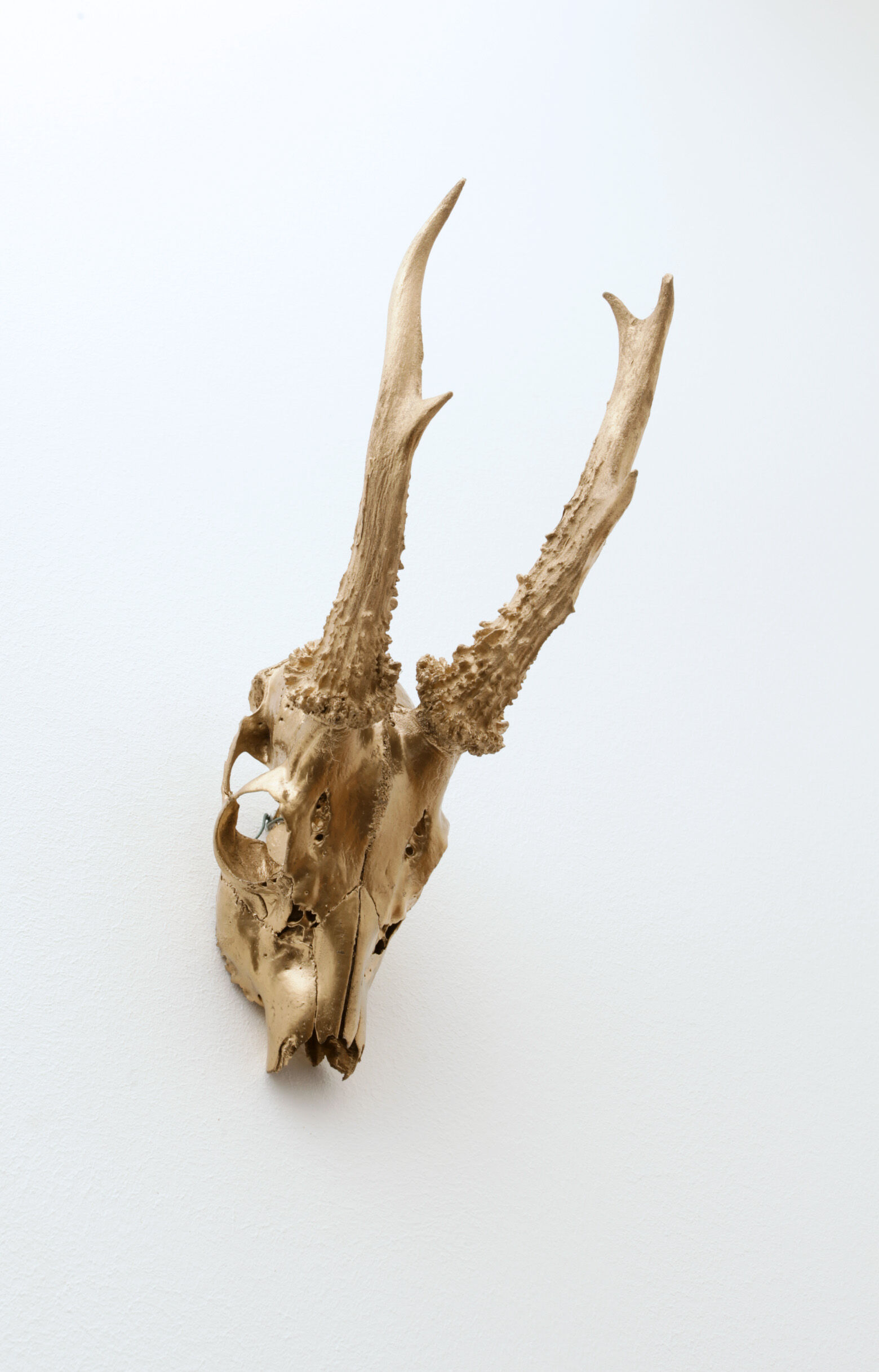 Chevreuil cornes massacre or - Taxidermie