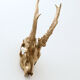 Chevreuil cornes massacre or - Taxidermie