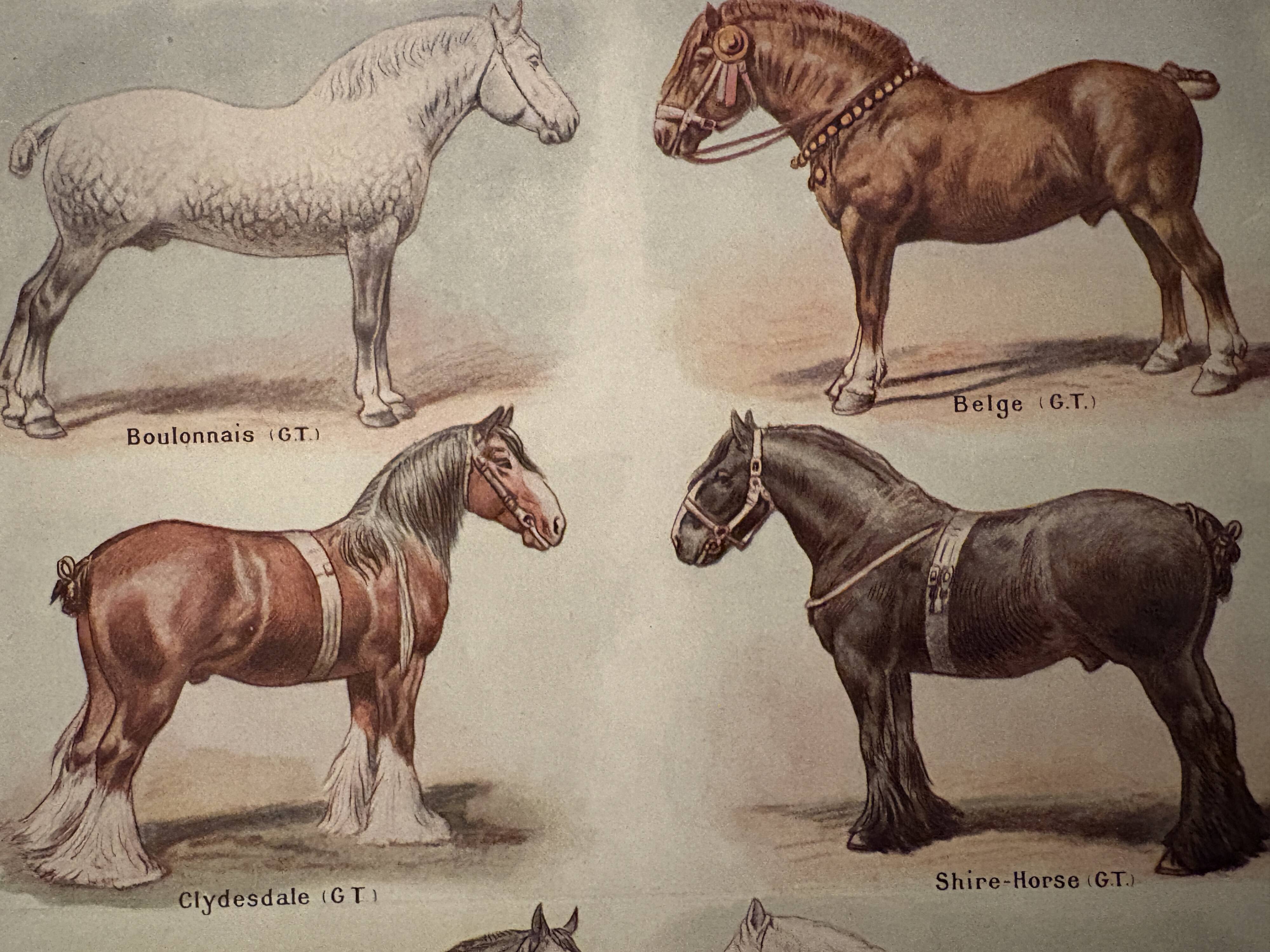 Lithograph on horse breeds - 1920