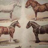 Lithograph on horse breeds - 1920