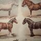 Lithograph on horse breeds - 1920