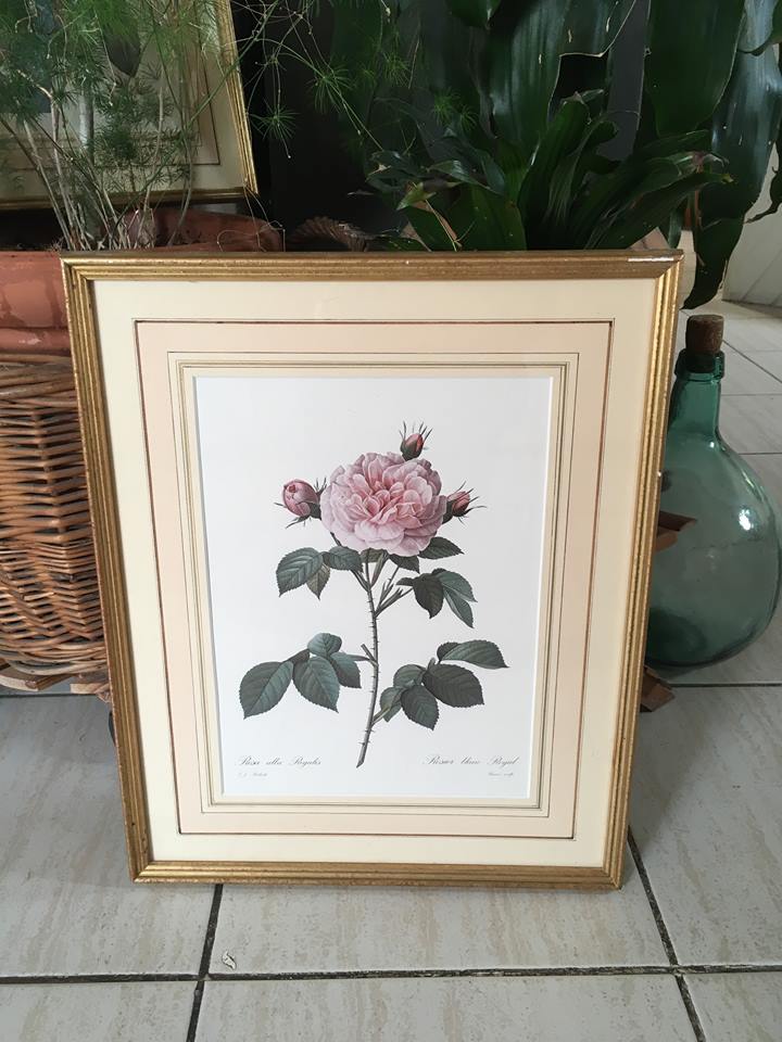 Board of botanical framed "Rosa alba Regalis"