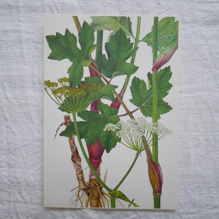 Set of 2 botanical boards Geigy