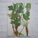 Set of 2 botanical boards Geigy